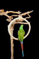 parrot ring large 1