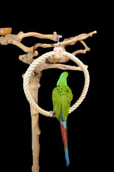 parrot ring large 1