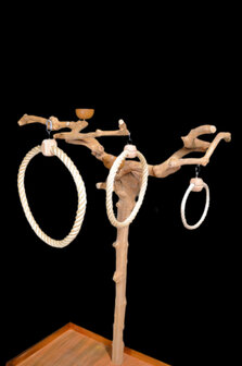 parrot ring large 4