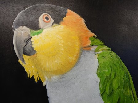 Zwartkop Caique Olieverf Schilderij