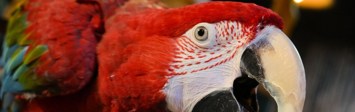 Grootste papegaaienwinkel van Nederland