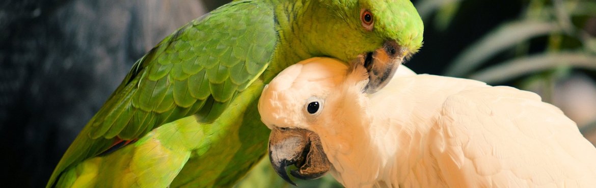 Ook kunt u bij gedragsproblemen bij Dieca terecht! Wij helpen u graag!